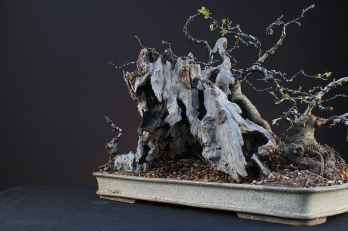 Crab Apple Bonsai Carving and Styling